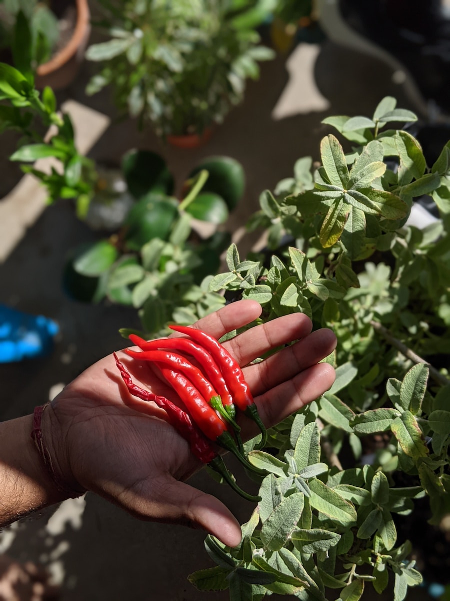 a hand holding a bunch of red peppers