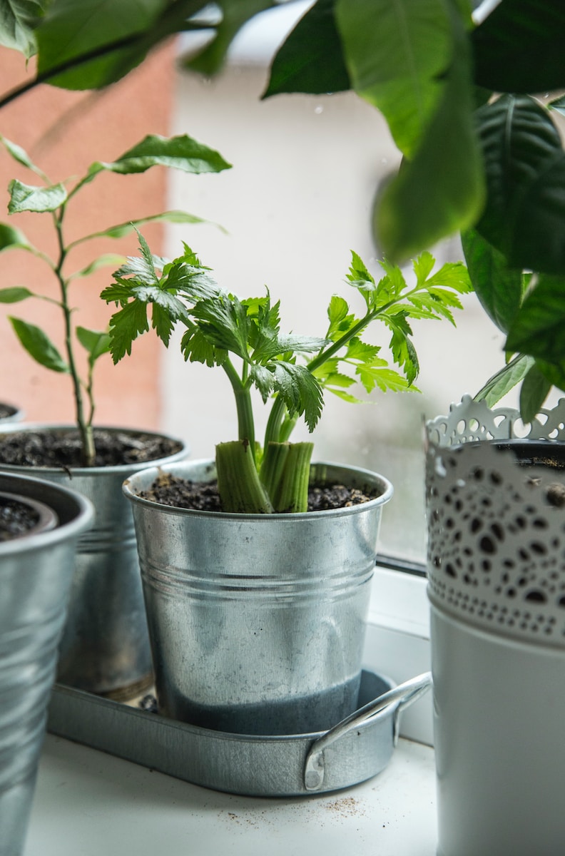 green plant on white ceramic pot