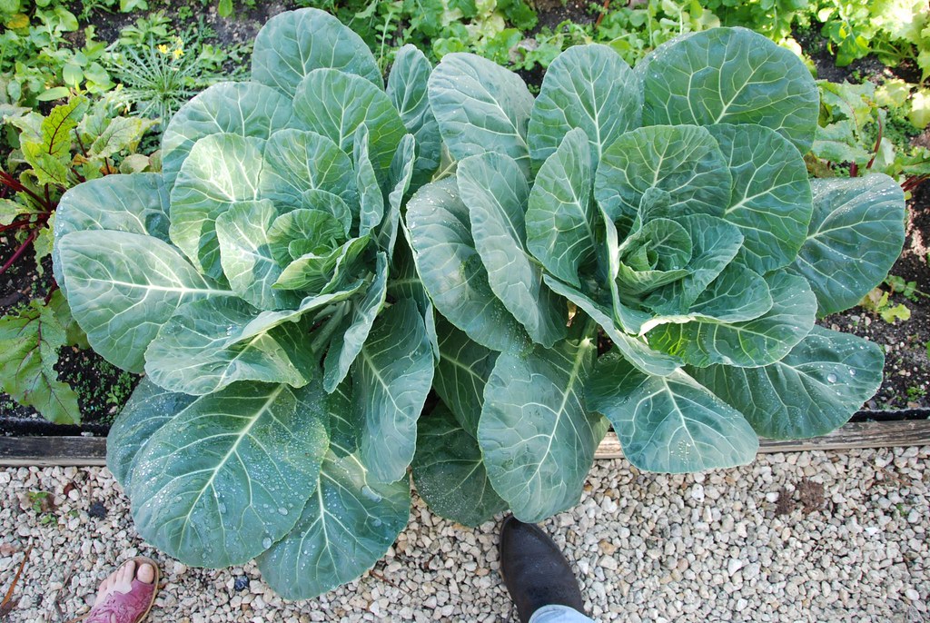 Georgia Southern Collard Greens